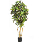 5' Croton Silk Tree-Parc Decor