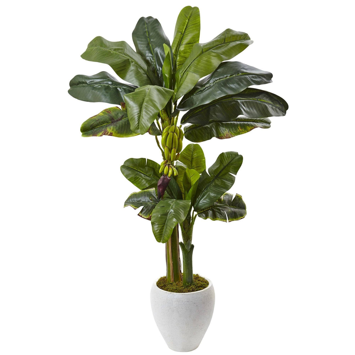 5’ Double Stalk Banana Tree in White Planter-Parc Decor