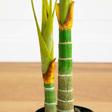 5’ Double Stalk Golden Cane Artificial Palm Tree-Parc Decor