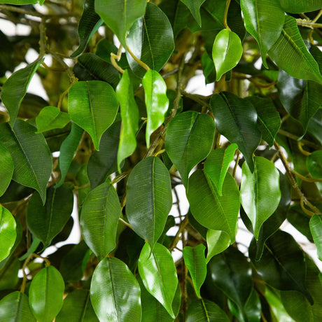 5' Ficus Artificial Tree with Woven Trunk UV Resistant (Indoor/Outdoor)-Parc Decor