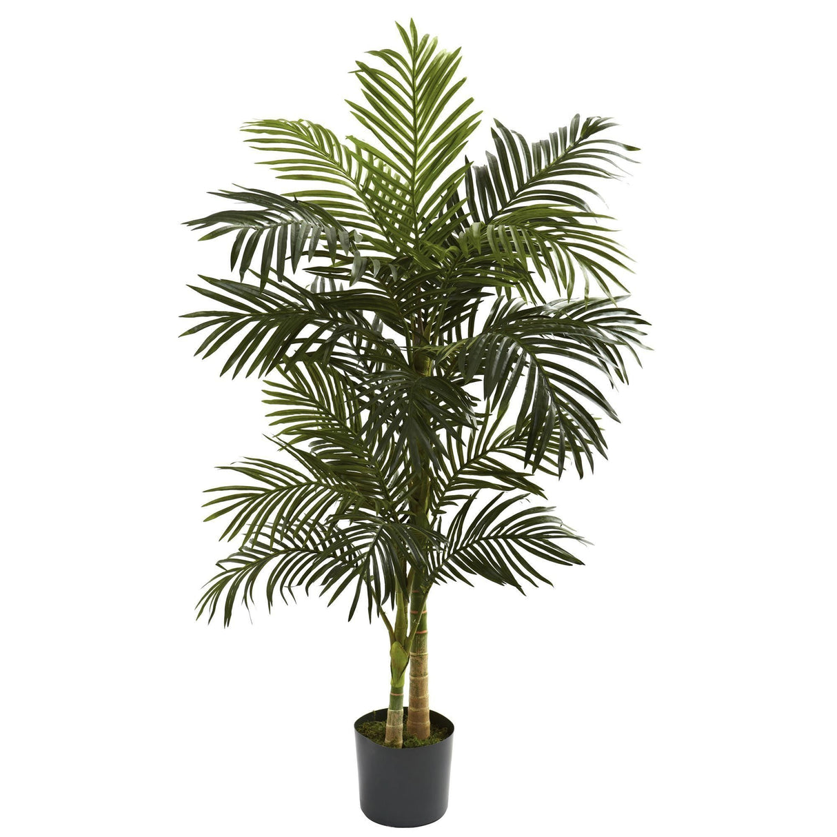 5’ Golden Cane Palm Tree-Parc Decor