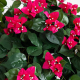 5' Mini Bougainvillea Topiary-Parc Decor