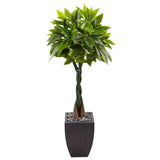 5’ Money Tree in Black Square Planter-Parc Decor