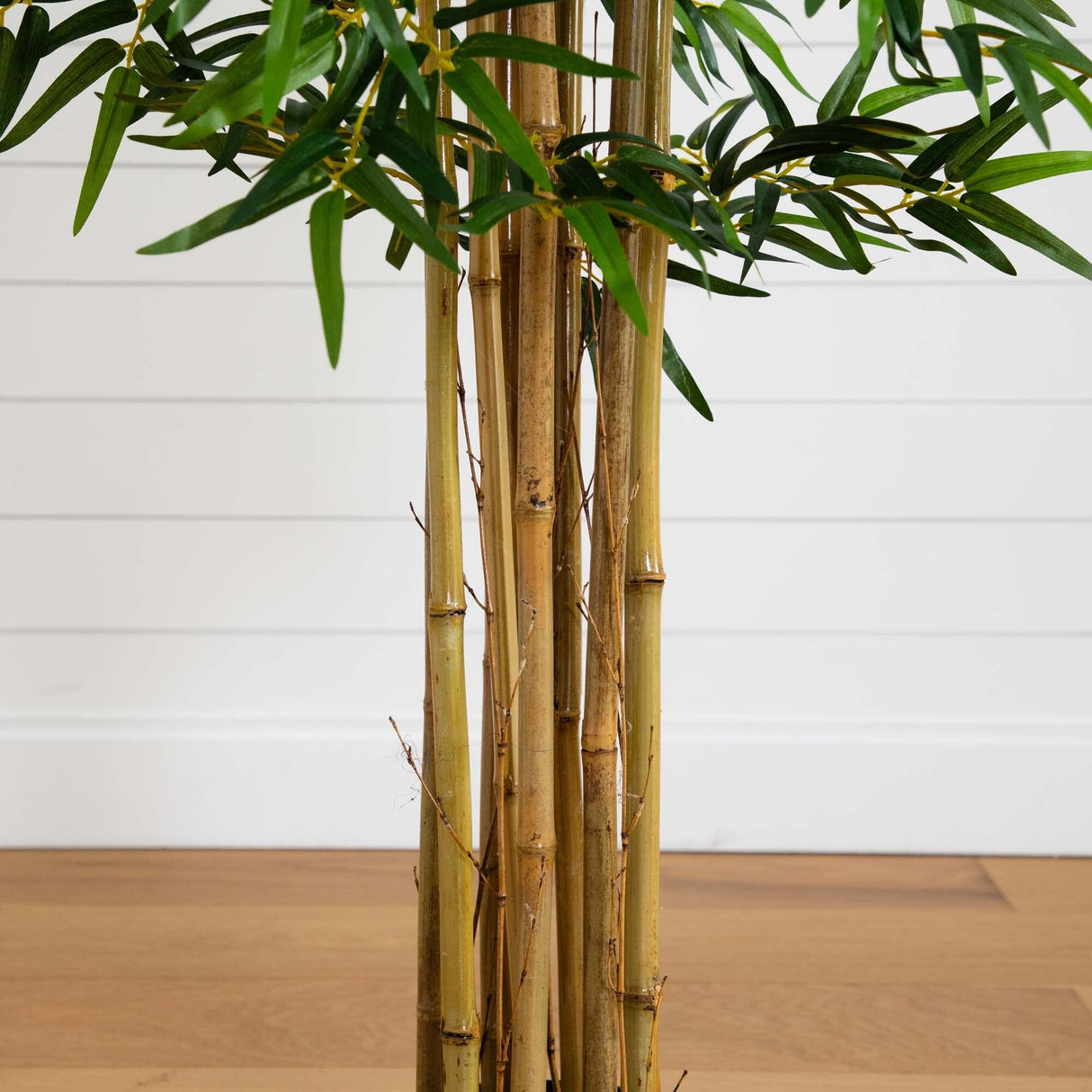 5' Multi Bambusa Bamboo Silk Tree-Parc Decor