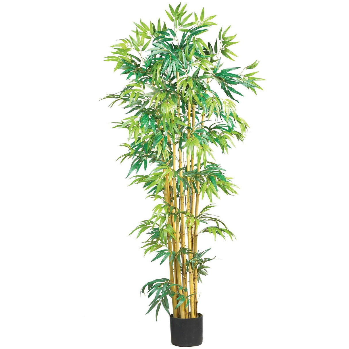 5' Multi Bambusa Bamboo Silk Tree-Parc Decor