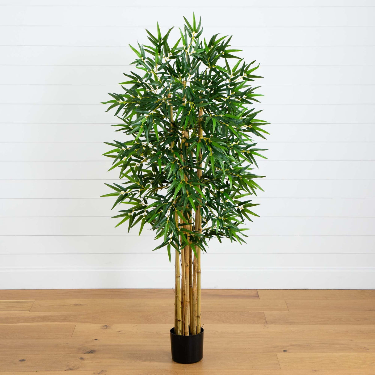 5' Multi Bambusa Bamboo Silk Tree-Parc Decor