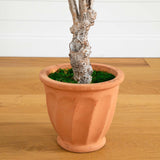 5’ Olive Tree in Terracotta Planter-Parc Decor