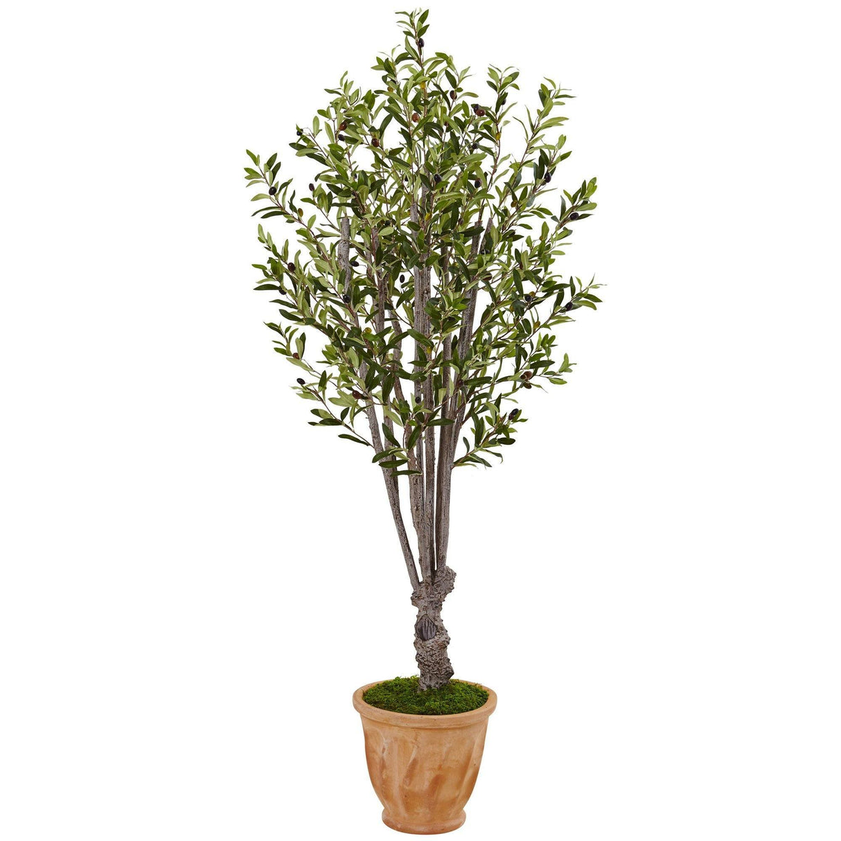 5’ Olive Tree in Terracotta Planter-Parc Decor