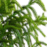 5' Artificial Norfolk Pine Tree-Christmas Tree-Parc Decor