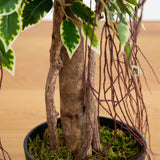 5’ Elegant Ficus Artificial Tree-Tree-Parc Decor