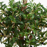 5’ Olive Tree in Farmhouse Planter-Tree-Parc Decor