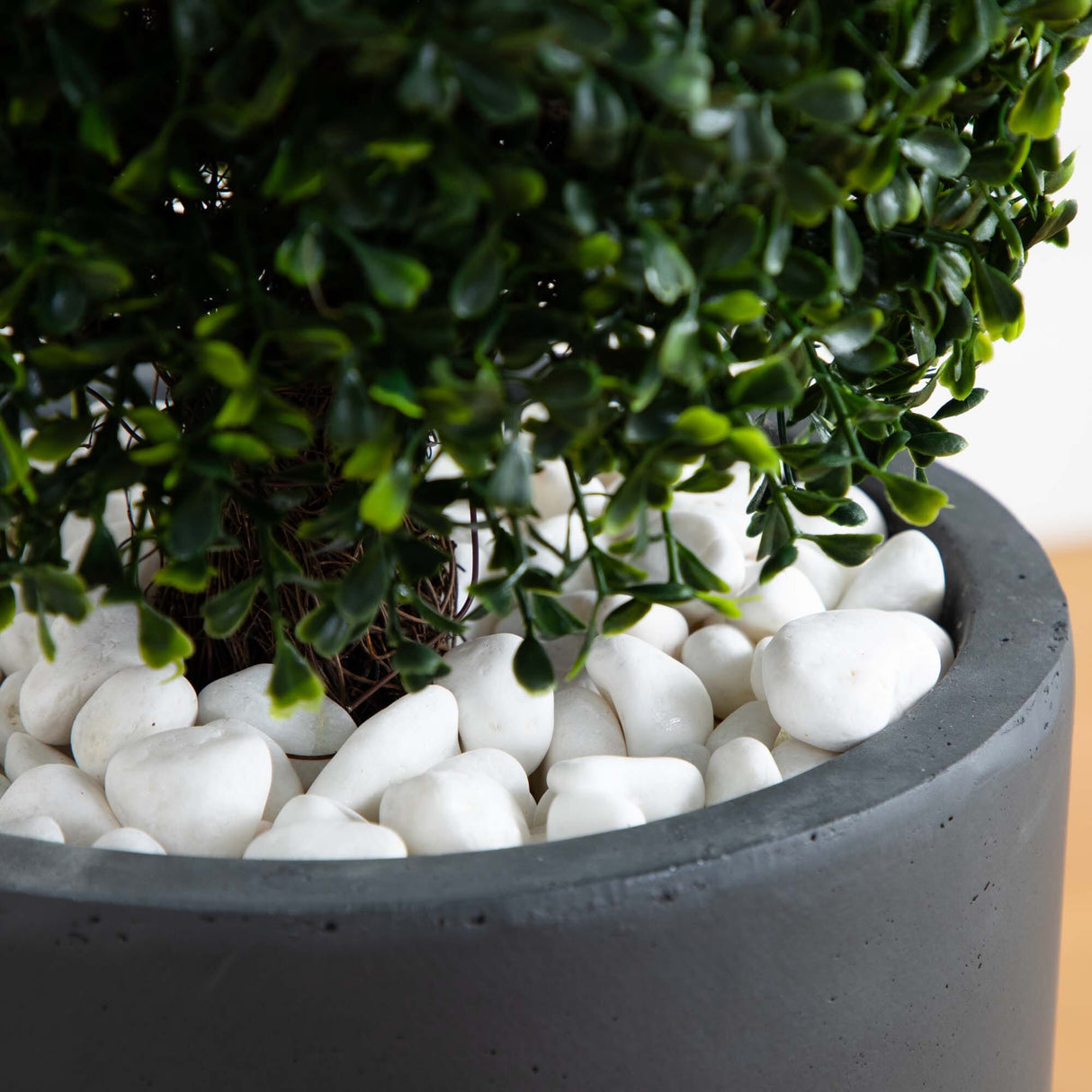 50” Boxwood Topiary with Gray Cylindrical Planter UV Resistant (Indoor/Outdoor)-Parc Decor