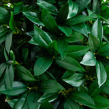 56” Bay Leaf Cone Topiary Artificial Tree UV Resistant in Black Planter (Indoor/Outdoor)-Parc Decor