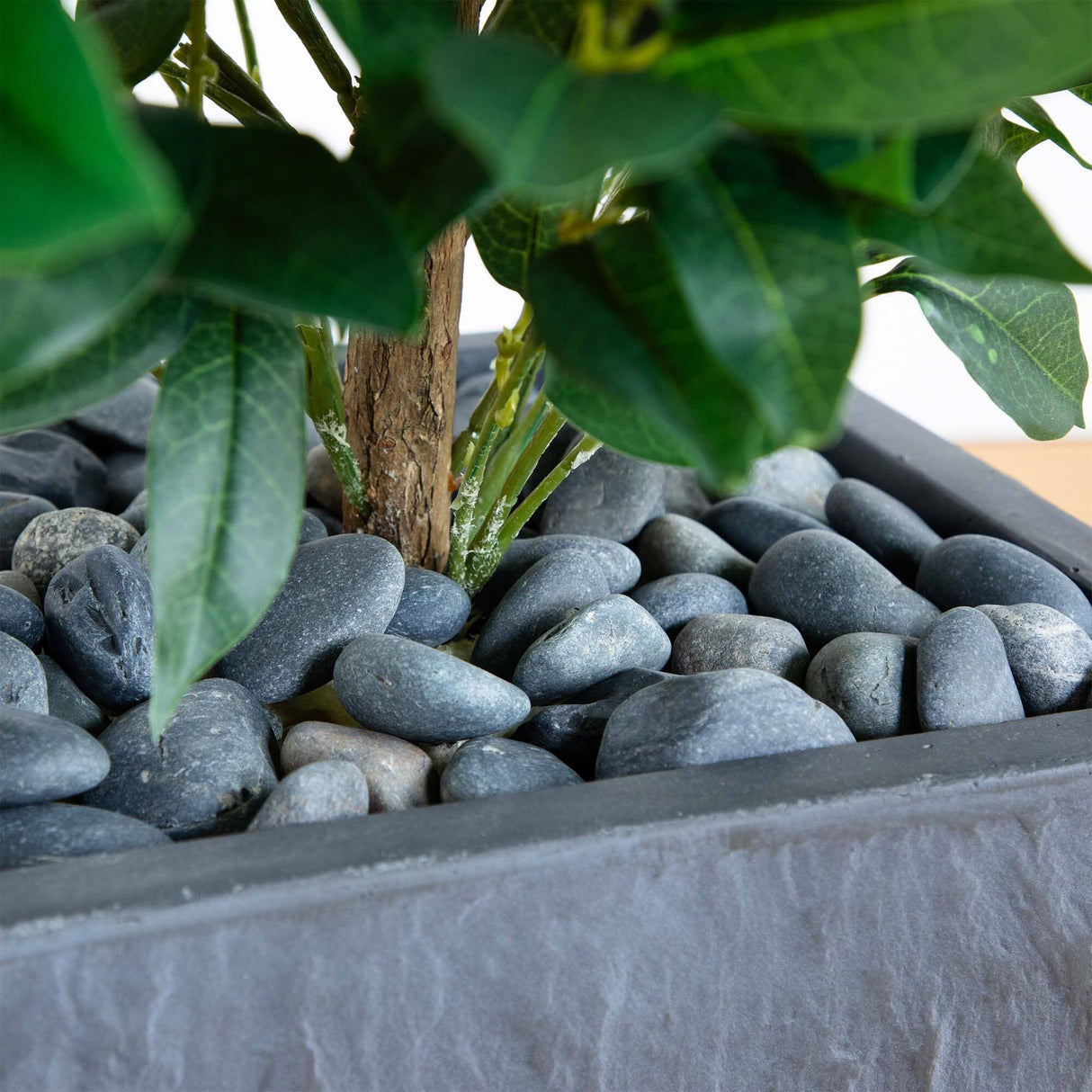 57” Bay Leaf Cone Topiary Tree in Slate Planter (Indoor/Outdoor)-Parc Decor