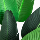 58” Traveler's Palm Artificial tree-Parc Decor