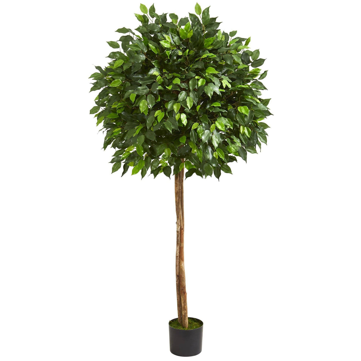 5.5’ Artificial Ficus Tree Two Trunks-Parc Decor