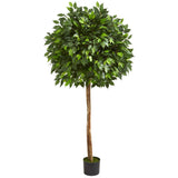 5.5’ Artificial Ficus Tree Two Trunks-Parc Decor