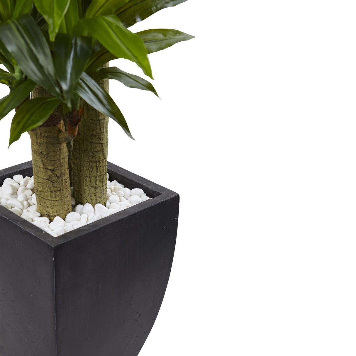 5.5’ Corn Stalk Dracaena with Black Wash Planter-Parc Decor