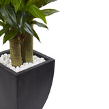 5.5’ Corn Stalk Dracaena with Black Wash Planter-Parc Decor