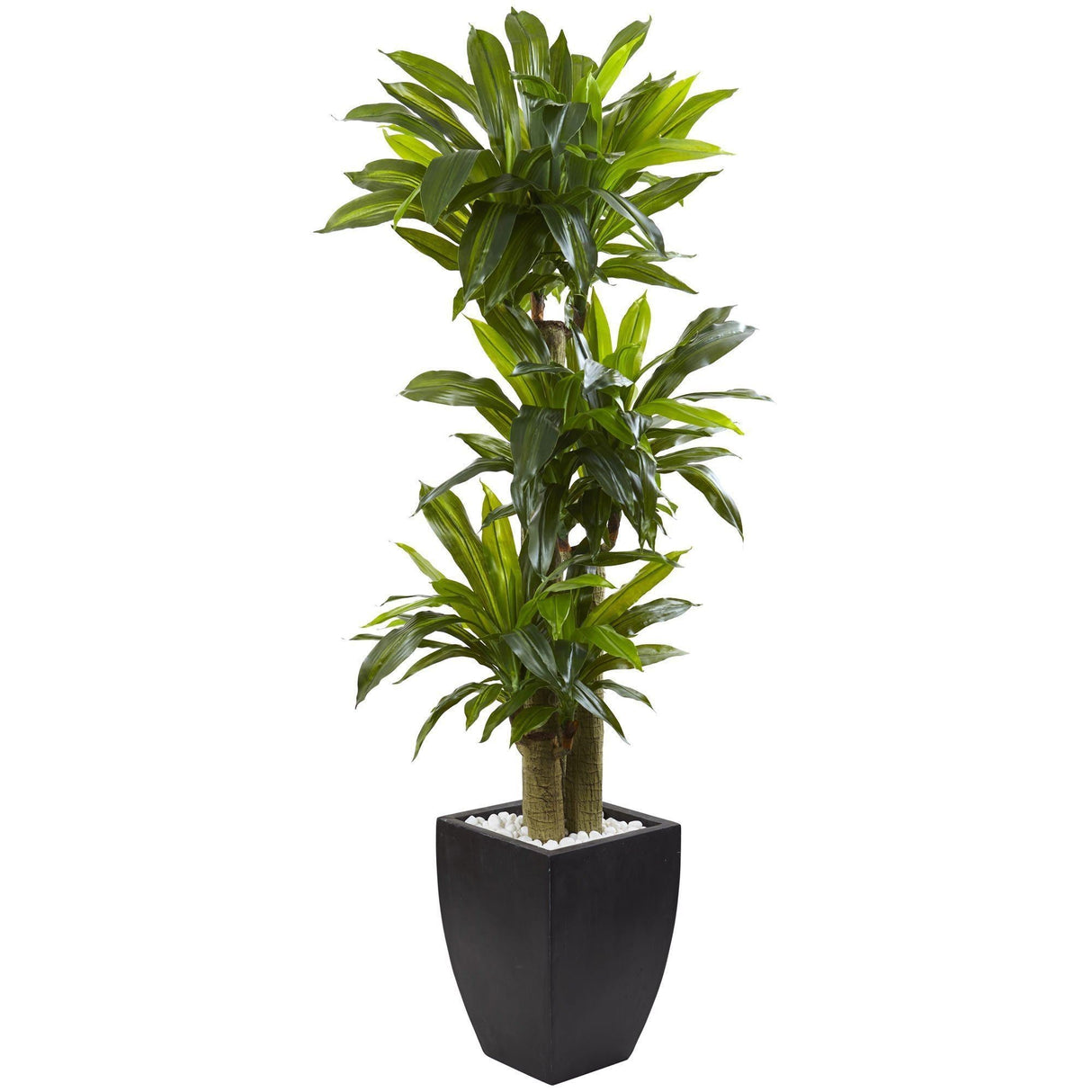 5.5’ Corn Stalk Dracaena with Black Wash Planter-Parc Decor