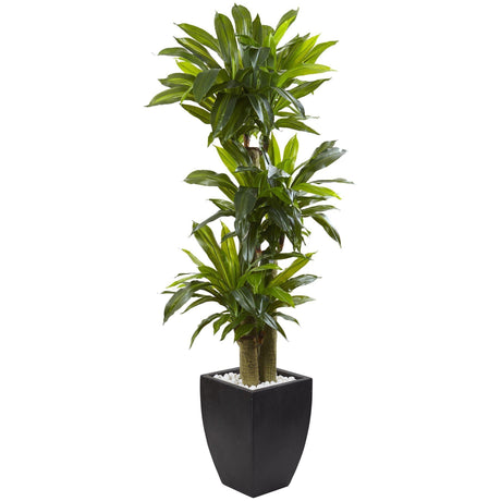 5.5’ Corn Stalk Dracaena with Black Wash Planter-Parc Decor