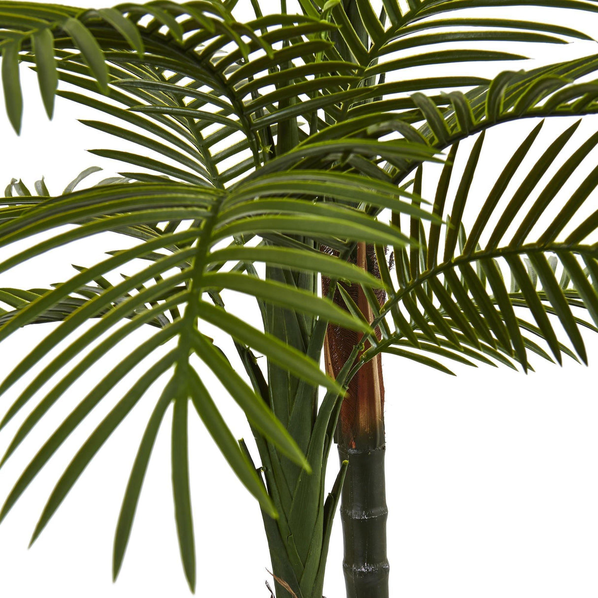 5.5’ Double Robellini Palm Tree UV Resistant (Indoor/Outdoor)-Parc Decor