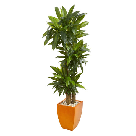 5.5’ Dracaena Plant in Orange Square Planter (Real Touch)-Parc Decor