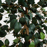 5.5’ Ficus Tree w/Bamboo Planter-Parc Decor