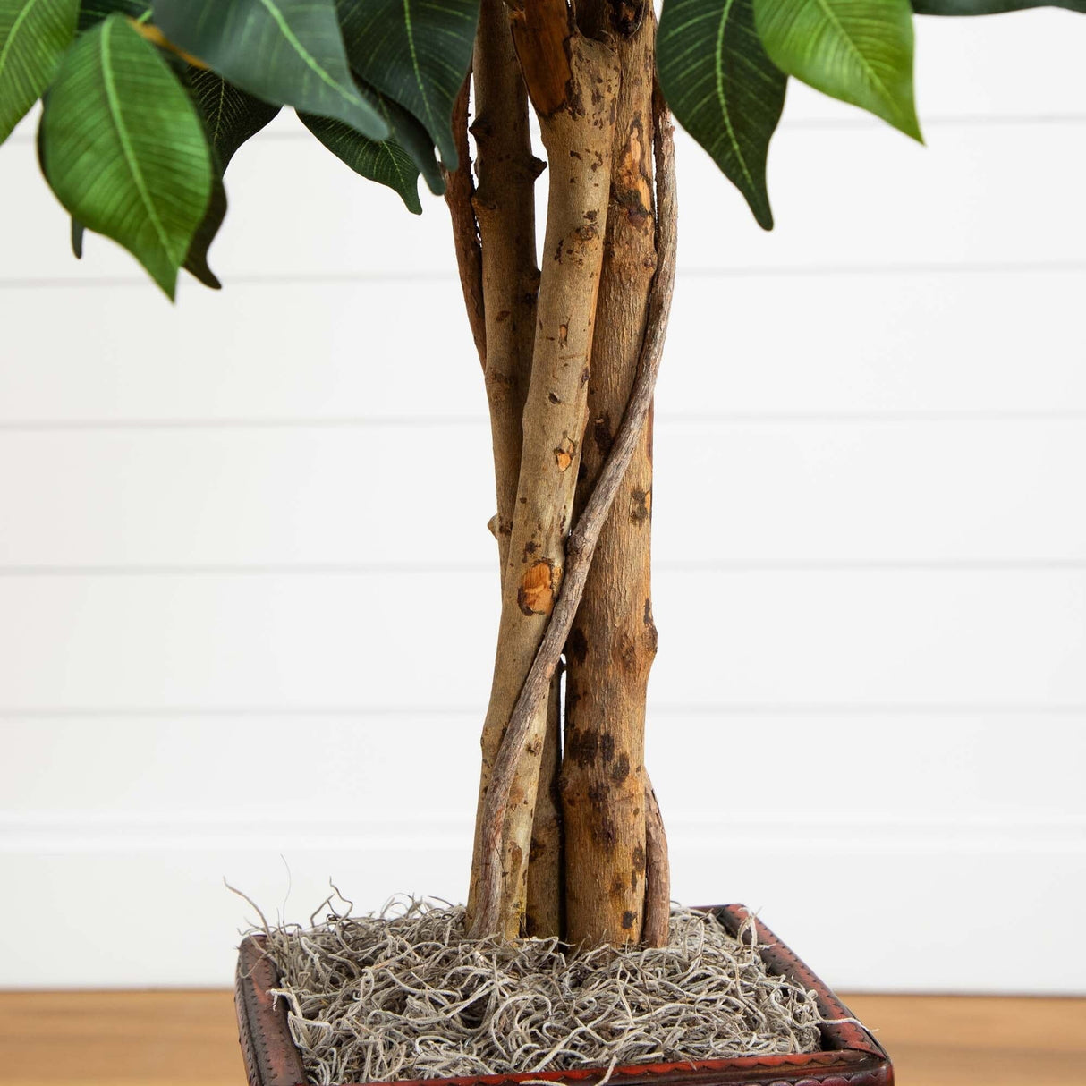 5.5’ Ficus Tree w/Bamboo Planter-Parc Decor