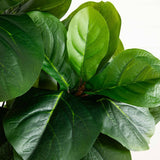 5.5’ Fiddle Leaf Artificial Tree in Black Planter (Real Touch)-Parc Decor