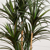 5.5’ Giant Yucca Artificial Tree UV Resistant-Parc Decor