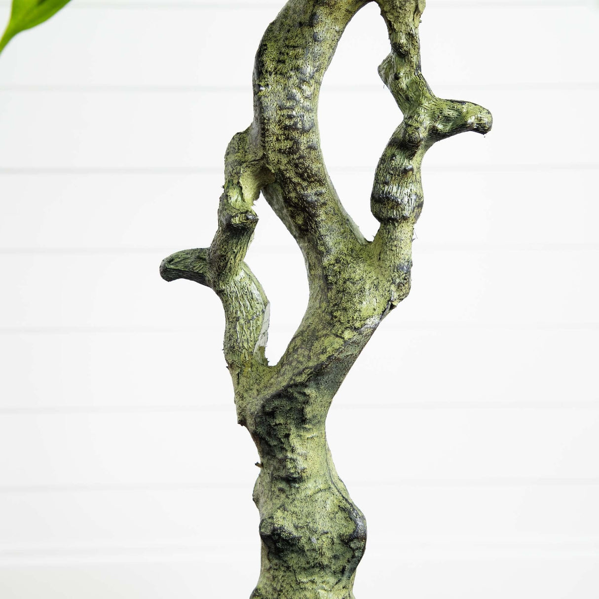 5.5’ Mango Artificial Tree in Black Wash Planter (Indoor/Outdoor)-Parc Decor