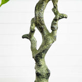 5.5’ Mango Artificial Tree in Black Wash Planter (Indoor/Outdoor)-Parc Decor