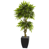 5.5’ Mango Artificial Tree in Black Wash Planter (Indoor/Outdoor)-Parc Decor
