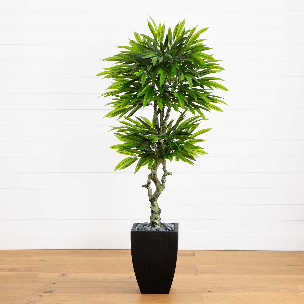 5.5’ Mango Artificial Tree in Black Wash Planter (Indoor/Outdoor)-Parc Decor