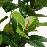 5.5’ Oak Artificial Tree UV Resistant (Indoor/Outdoor)-Parc Decor