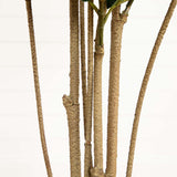 5.5’ Oak Artificial Tree UV Resistant (Indoor/Outdoor)-Parc Decor