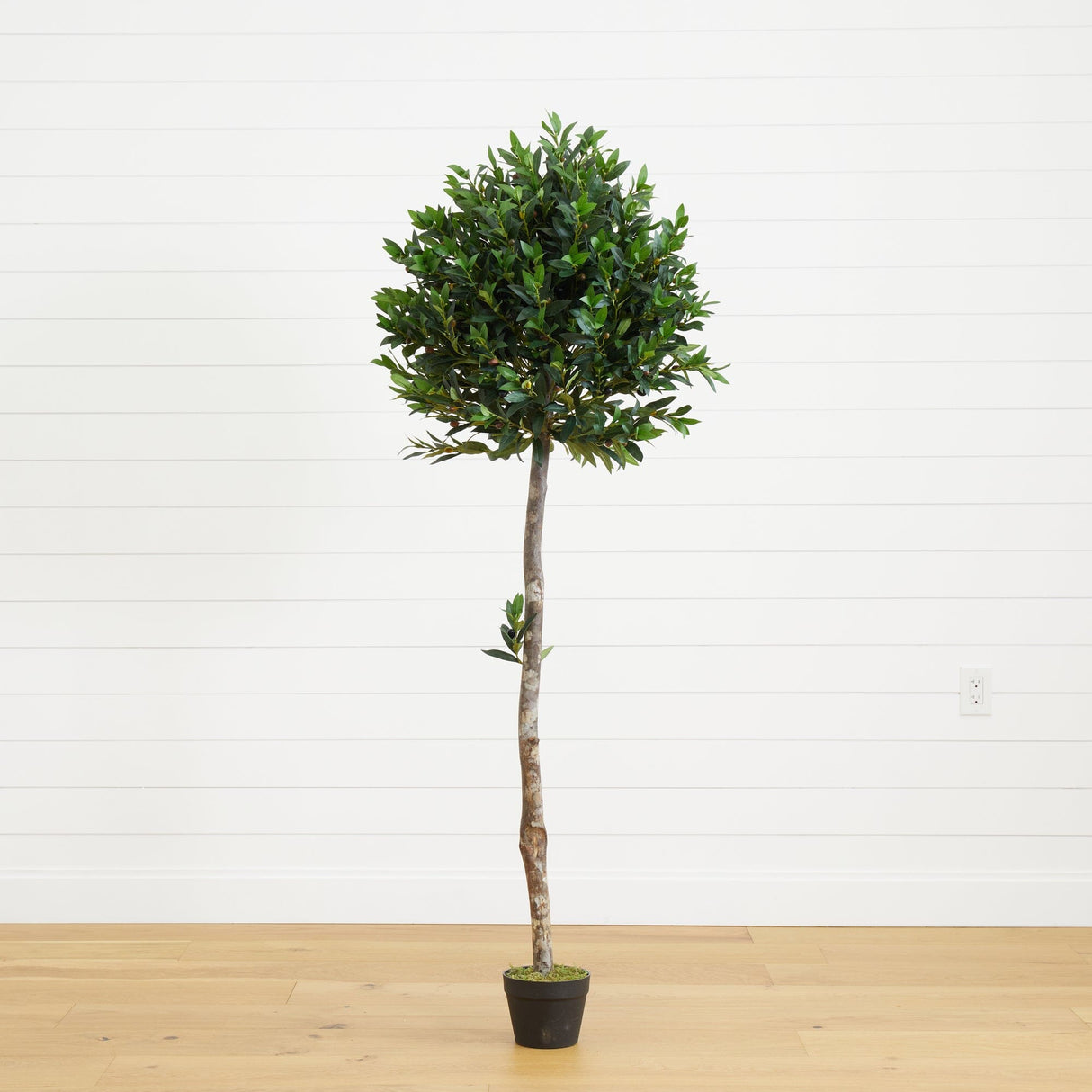 5.5’ Olive Topiary Artificial Tree UV Resistant (Indoor/Outdoor)-Parc Decor