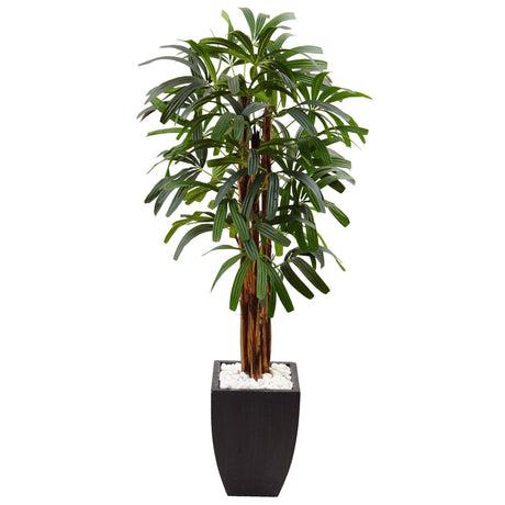 5.5’ Raphis Plam Tree in Black Planter-Parc Decor