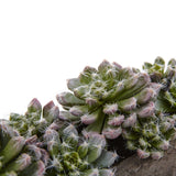 5.5” Succulent Garden w/Textured Concrete Planter-Parc Decor