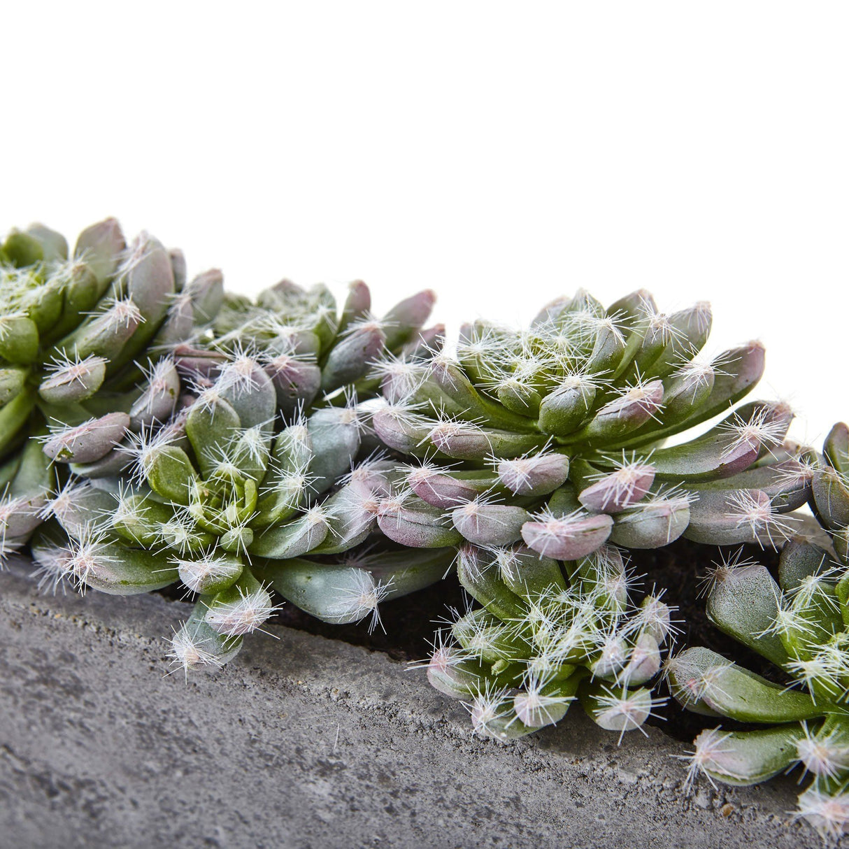 5.5” Succulent Garden w/Textured Concrete Planter-Parc Decor