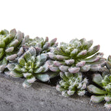 5.5” Succulent Garden w/Textured Concrete Planter-Parc Decor