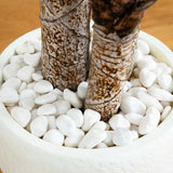 5.5’ Yucca Artificial Tree in White Planter-Parc Decor