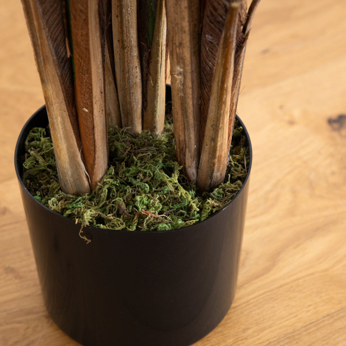 6’ Areca Palm Tree-Parc Decor