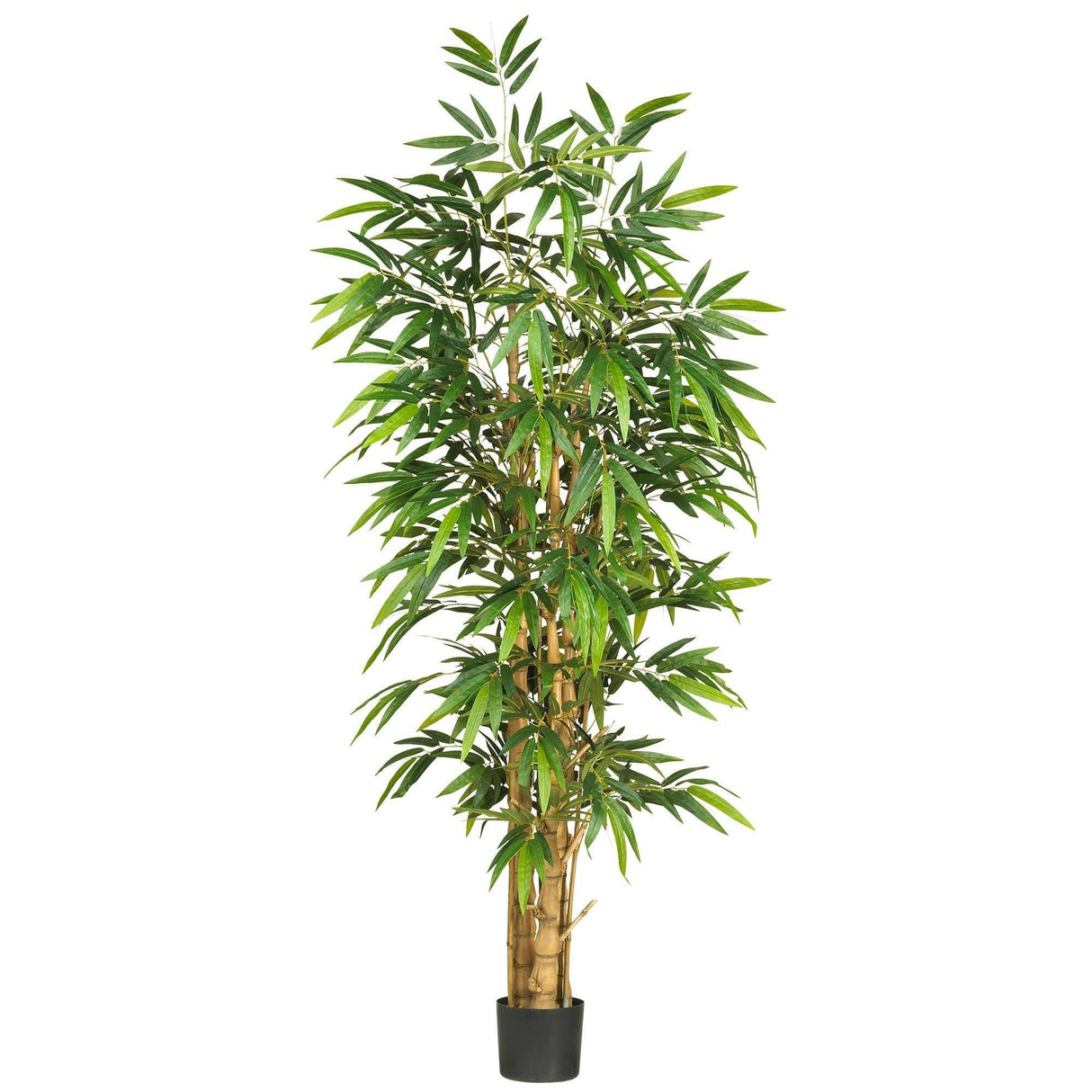 6' Belly Bamboo Silk Tree-Parc Decor