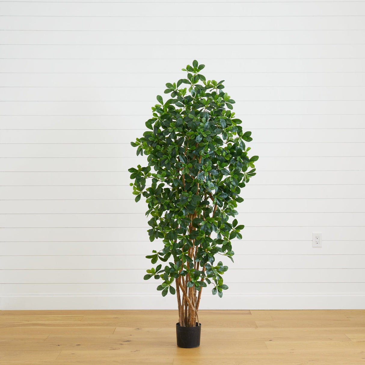 6’ Black Olive Silk Tree-Parc Decor