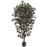 6’ Capensia Ficus Tree x 3 w/1008 Lvs-Parc Decor