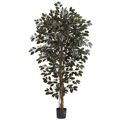 6’ Capensia Ficus Tree x 3 w/1008 Lvs-Parc Decor