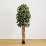 6' Croton Silk Tree-Parc Decor