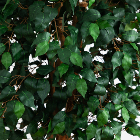 6' Double Ball Ficus Silk Tree-Parc Decor